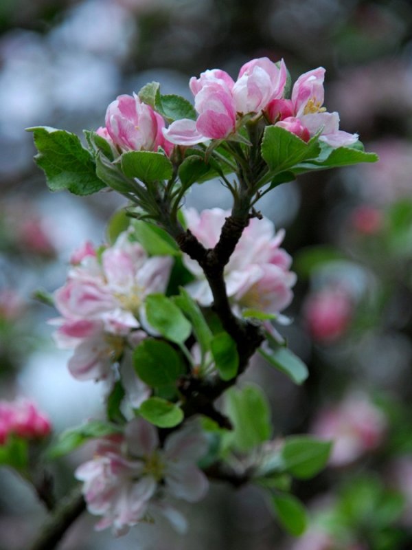 Blossoming