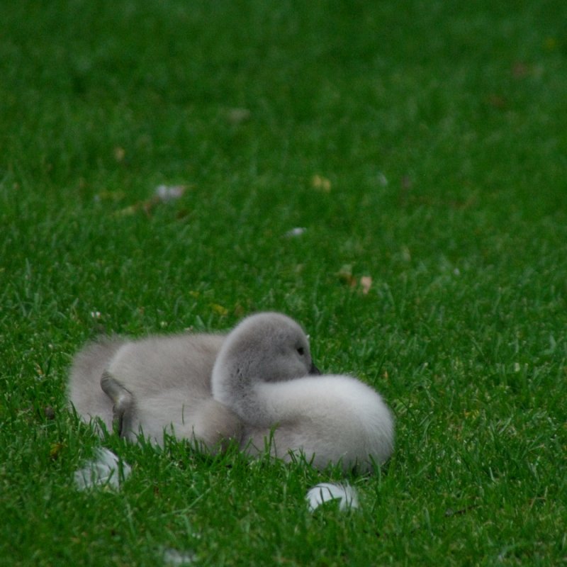 Bundle of fluff
