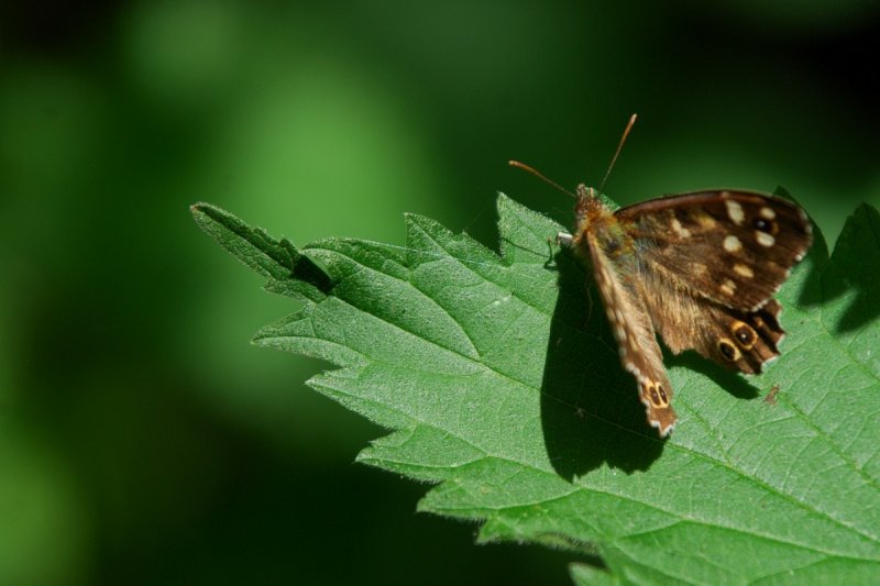 Tatty speckled wood