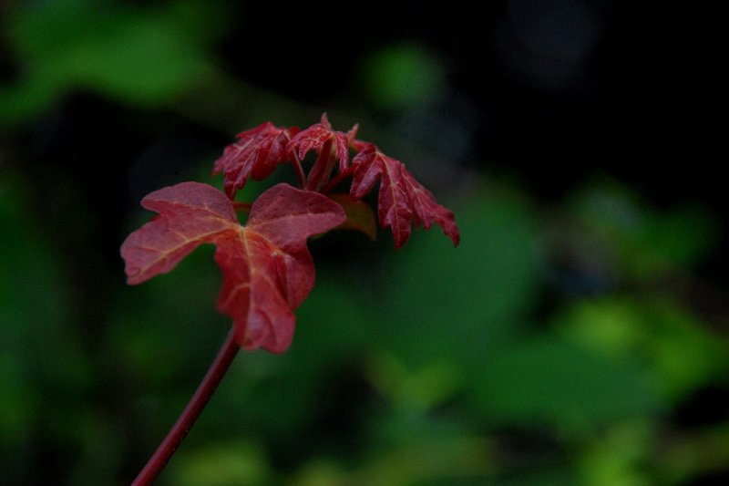 Unfurling