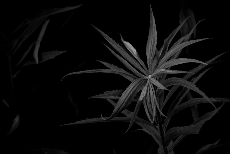 Darker by the lightning flash<br>16 June 2014 (722)