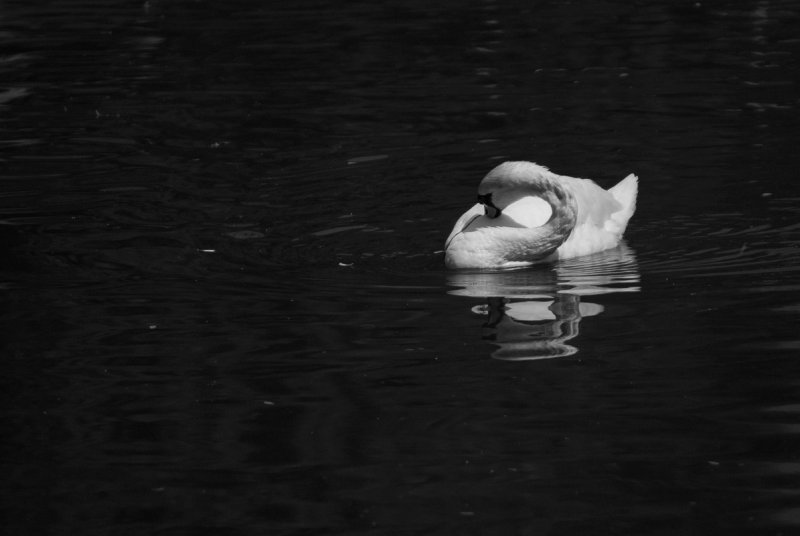 More preening