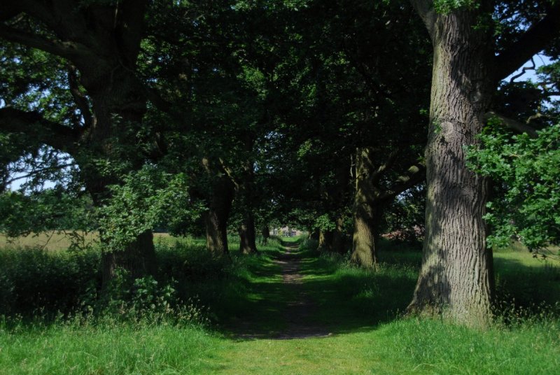 Down the avenue