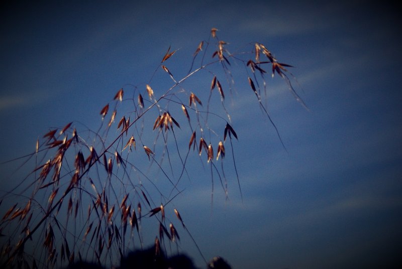 Grass