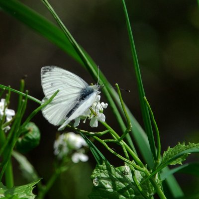 Green-veined white moth (pieris napi)