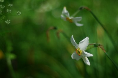 The last narcissi