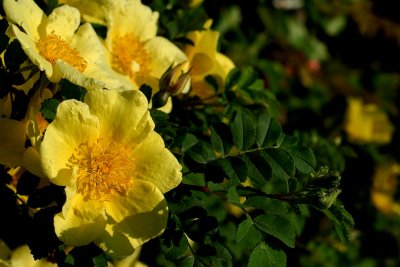 Rock rose