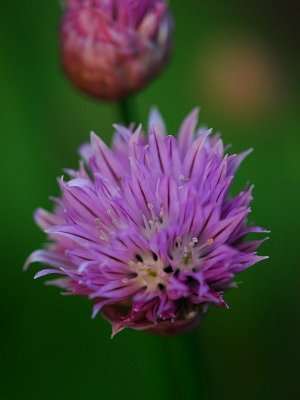The chives...