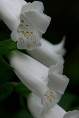 The foxgloves are out...