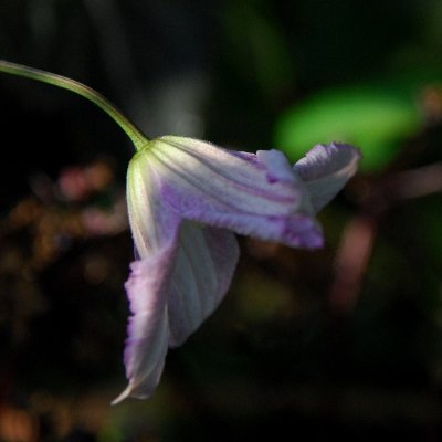 Clematis in clement weather