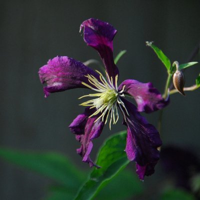 Clematis 9