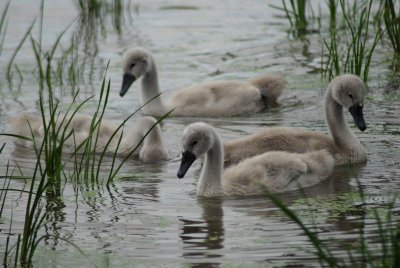 Furry, rather than feathery