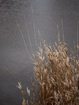 Rustling in the breeze