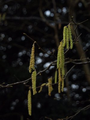 The first catkins...