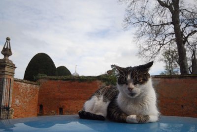 King of the castle