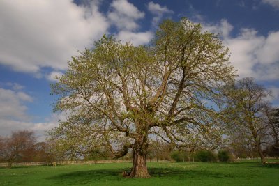 Springing back