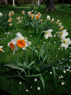 Still daffodils