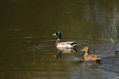 Two ducks