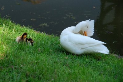 Simultaneous preening