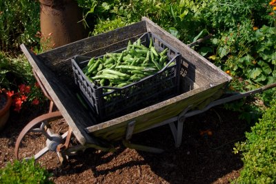 Barrows of beans