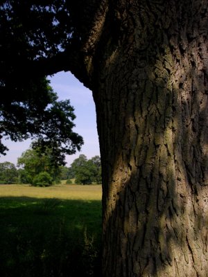 Leafy shade
