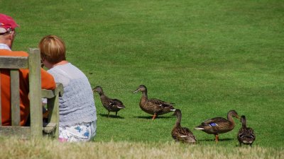 Picnic invasion