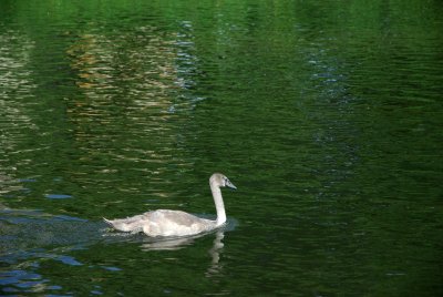 Close encounters of the bird kind