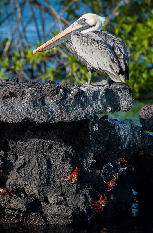 13-05 Galapagos 19.jpg