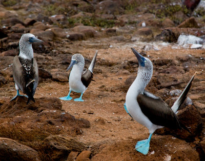 13-05 Galapagos 25.jpg