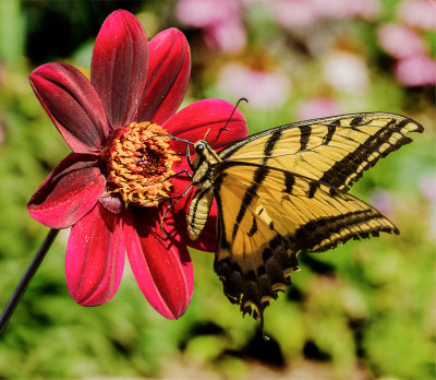 14-08 Butterfly on Dahlia -1-2.jpg