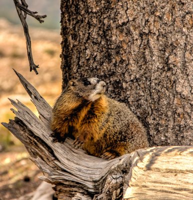 15-08 Marmot (Murmeltier).jpg