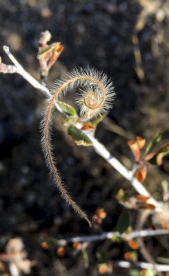 Blooming mountain mahogany 2.jpg