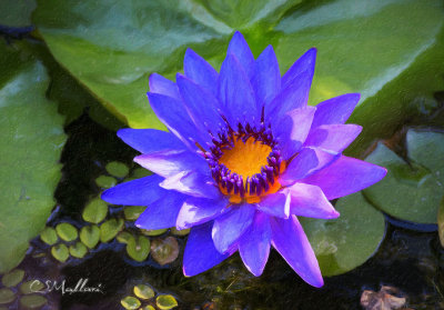 Water Lily