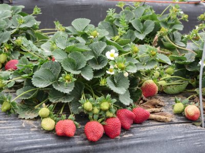 Strawberry Farm, March 15, 2014