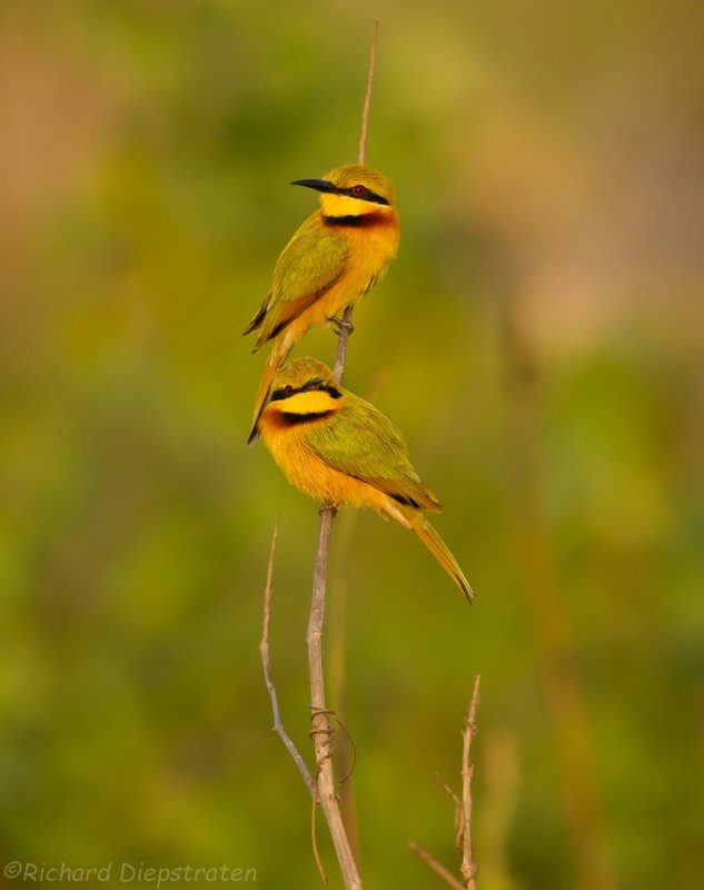 Dwergbijeneter - Merops pusillus - Little Bee-eater