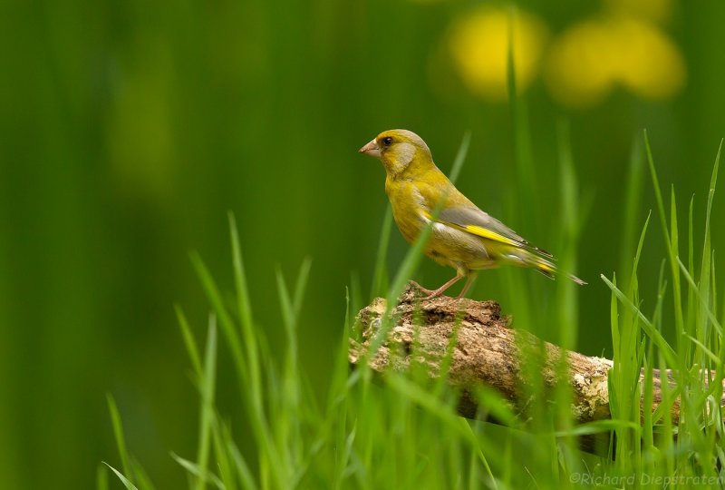 Groenling - Carduelis chloris - Greenfinch