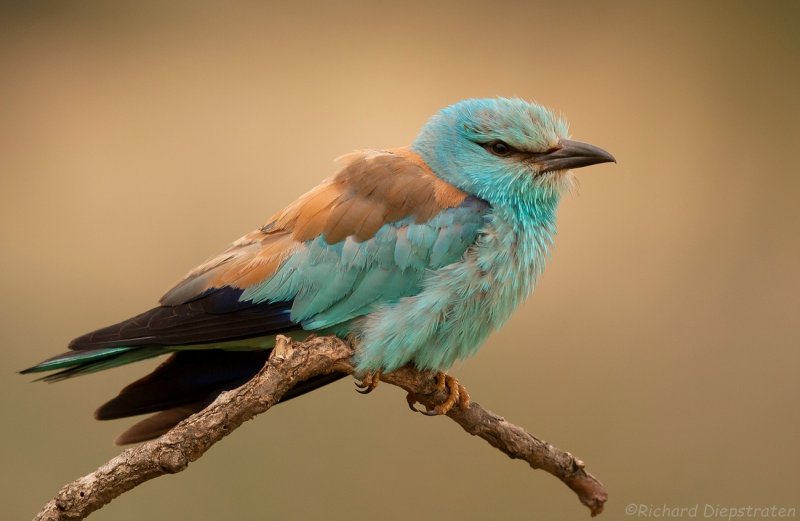 Scharrelaar - Coracias garrulus - Roller