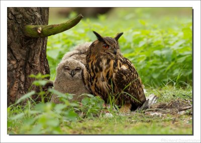 Oehoe    -    Eurasian Eagle-Owl