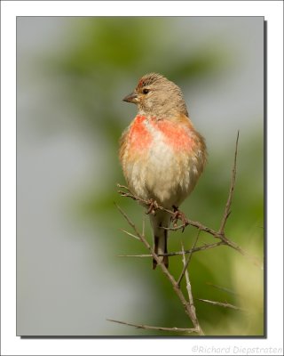 Kneu - Carduelis cannabina - Linnet