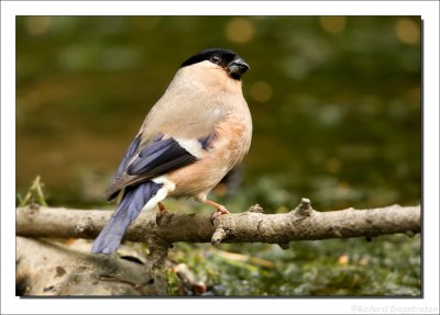 Goudvink - Pyrrhula pyrrhula - Eurasian Bullfinch 