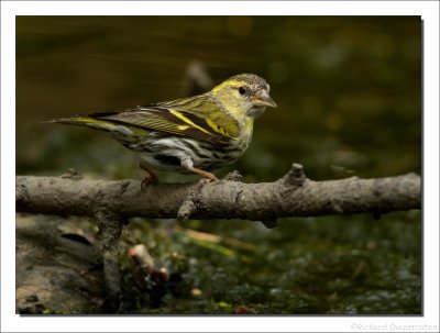 Sijs - Carduelis spinus - Siskin