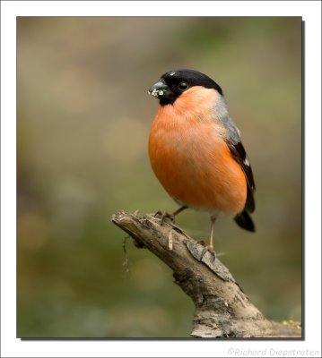 Goudvink - Pyrrhula pyrrhula - Eurasian Bullfinch