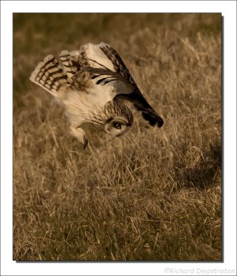 Velduil - Asio flammeus - Short-eared Owl