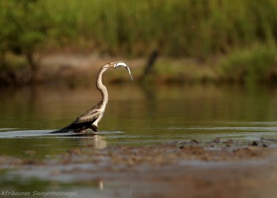 Afrikaanse Slangenhalsvogel - Anhinga rufa - African Darter