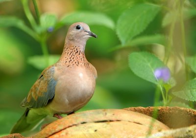 Palmtortel - Laughing dove - Spilopelia senegalensis