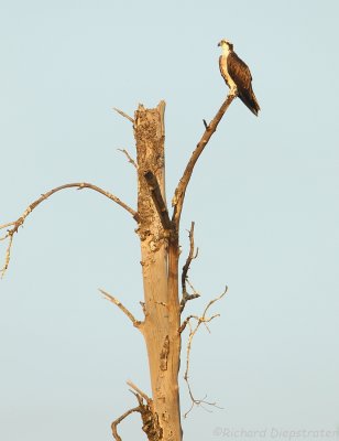 Visarend - Pandion haliaetus - Western Osprey