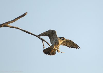 Slechtvalk - Falco peregrinus - Peregrine Falcon