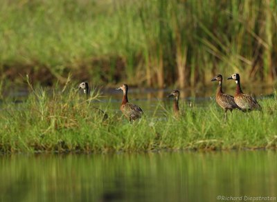 Witwangfluiteend    -  White-faced Whistling Duck  