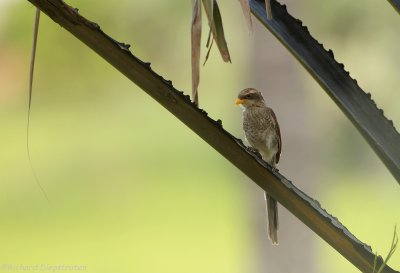 Geelsnavelklauwier - Corvinella corvina - Yellow-billed Shrike