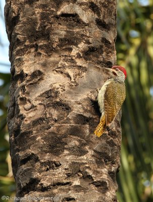 Stippelspecht - Campethera punctuligera - Fine-spotted Woodpecker